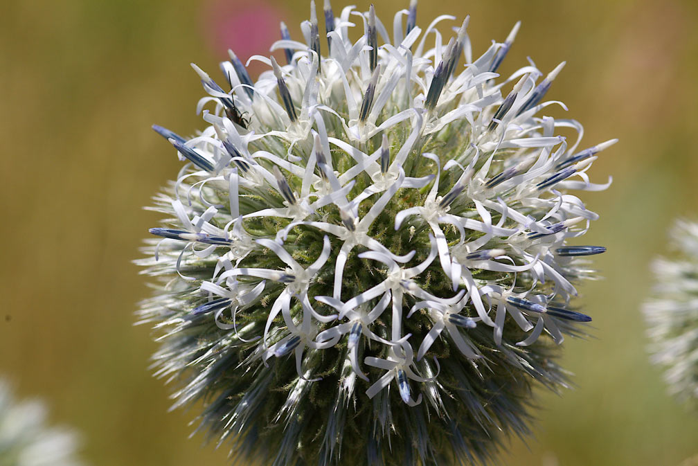 Echinops sphaerocephalus / Cardo-pallottola maggiore